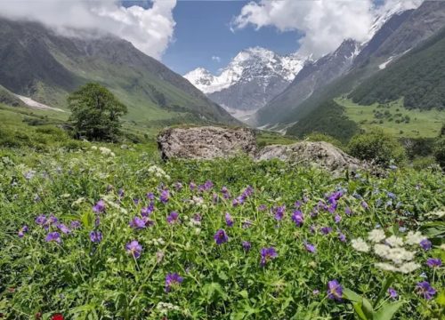Valley of Flowers Trek