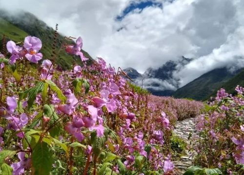 Valley of Flowers Trek