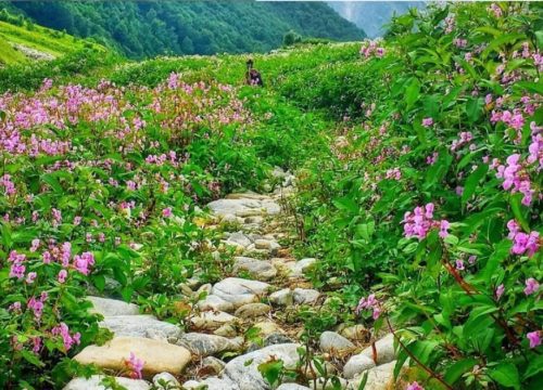 Valley of Flowers Trek